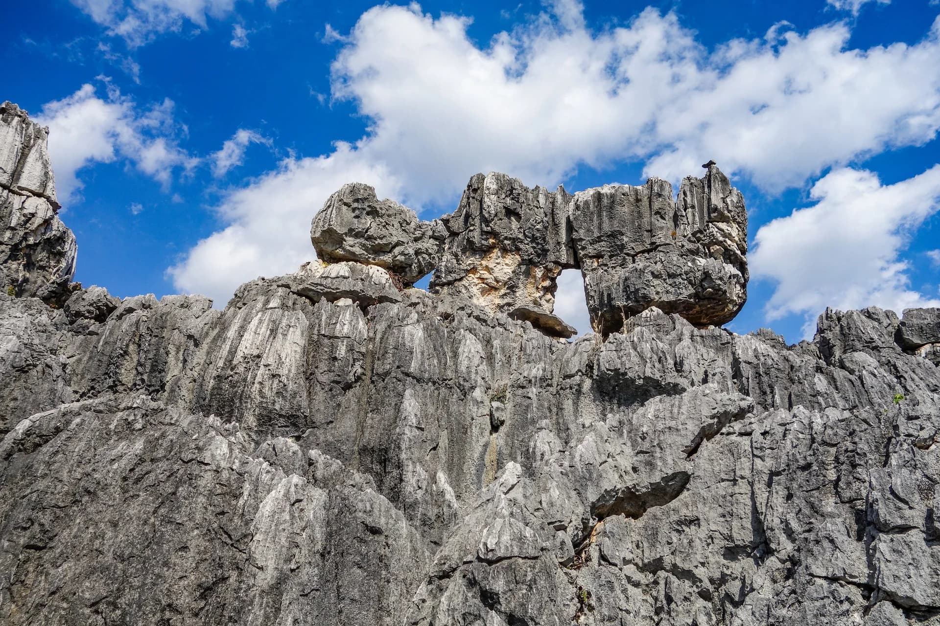 Stone Forest